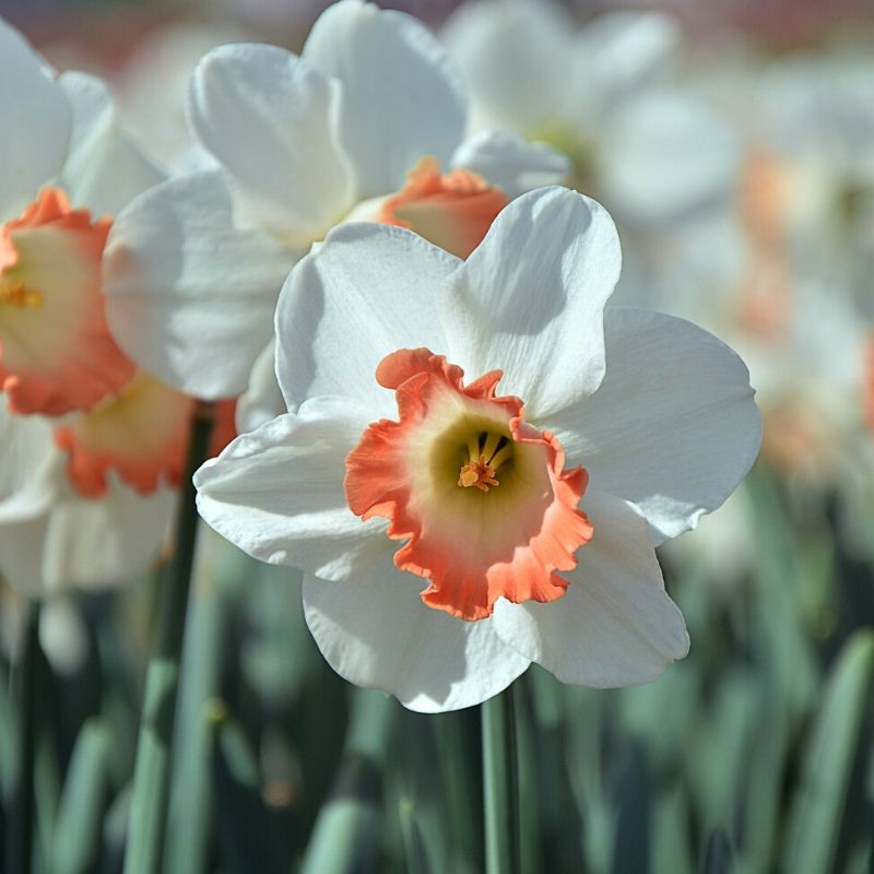 Narcisse 'Pink Pride'.