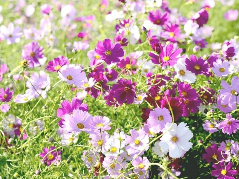 fleurs de cosmos roses