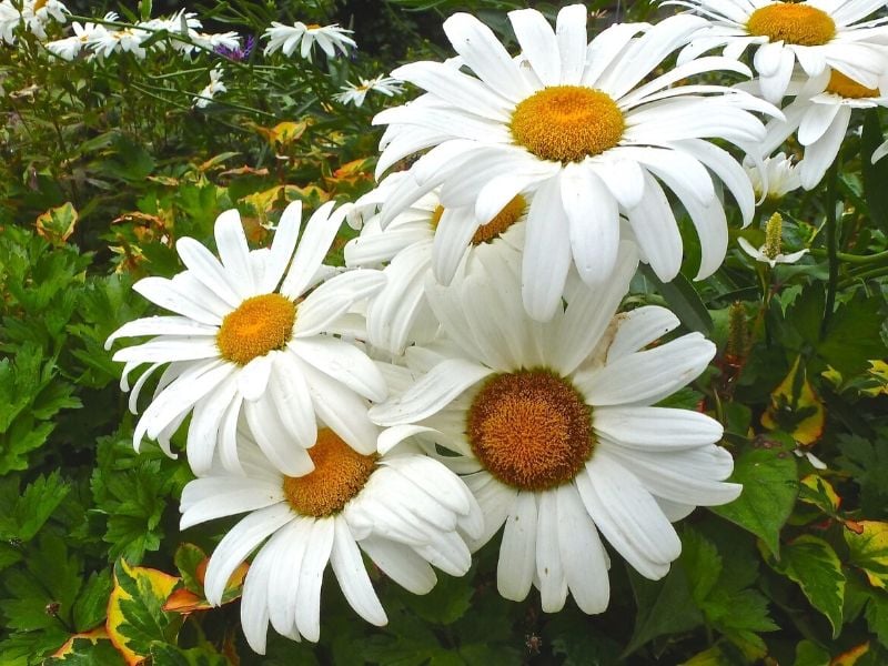 marguerite de shasta