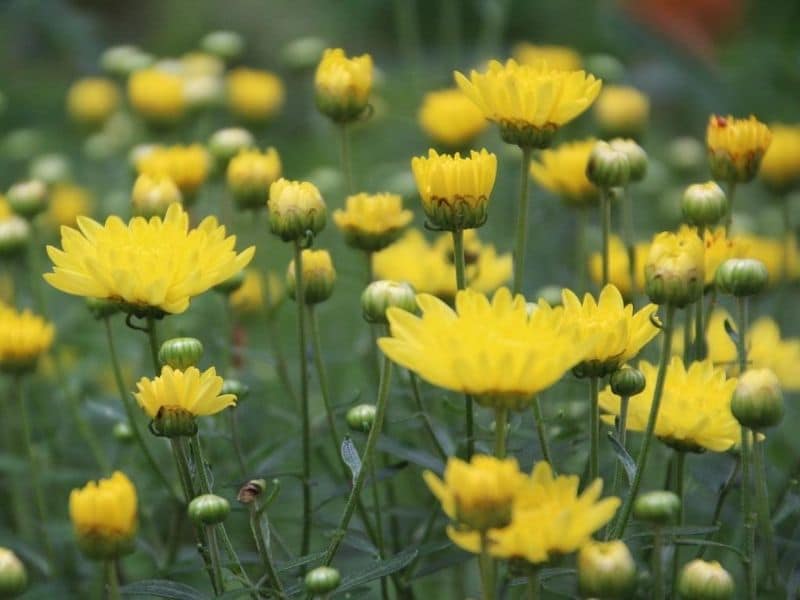 chrysanthème jaune