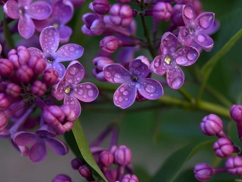 fleurs de lilas pourpre