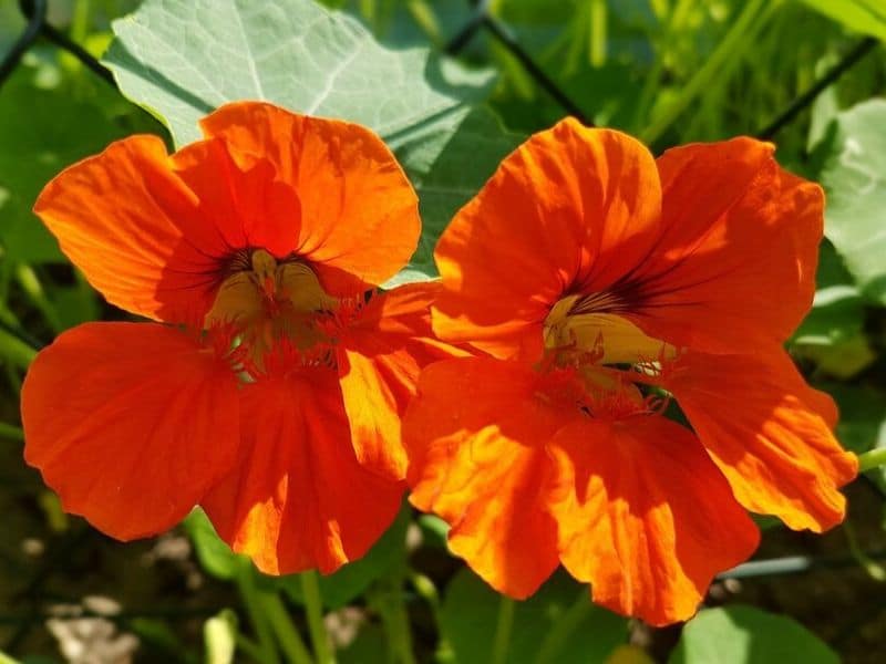 fleurs de capucine orange