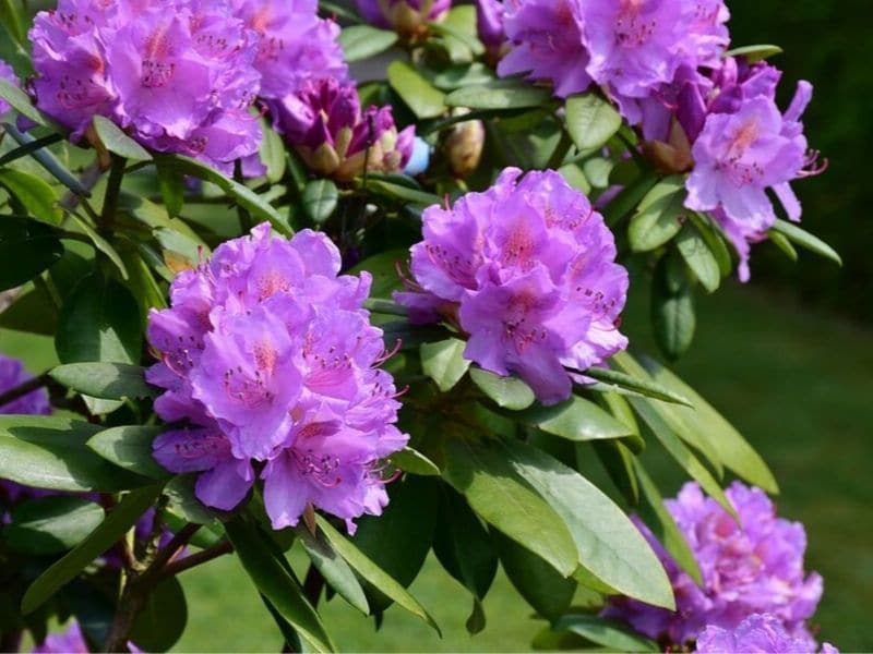 buisson de rhododendron pourpre