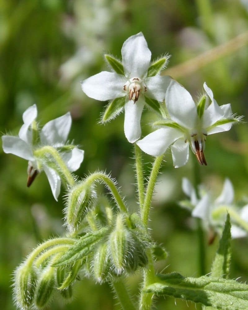 bourrache blanche alba