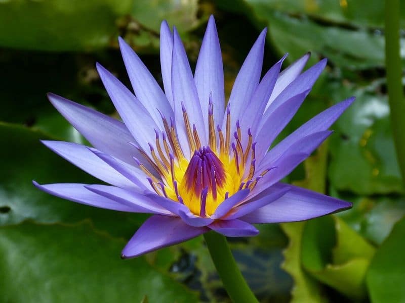 nénuphar bleu
