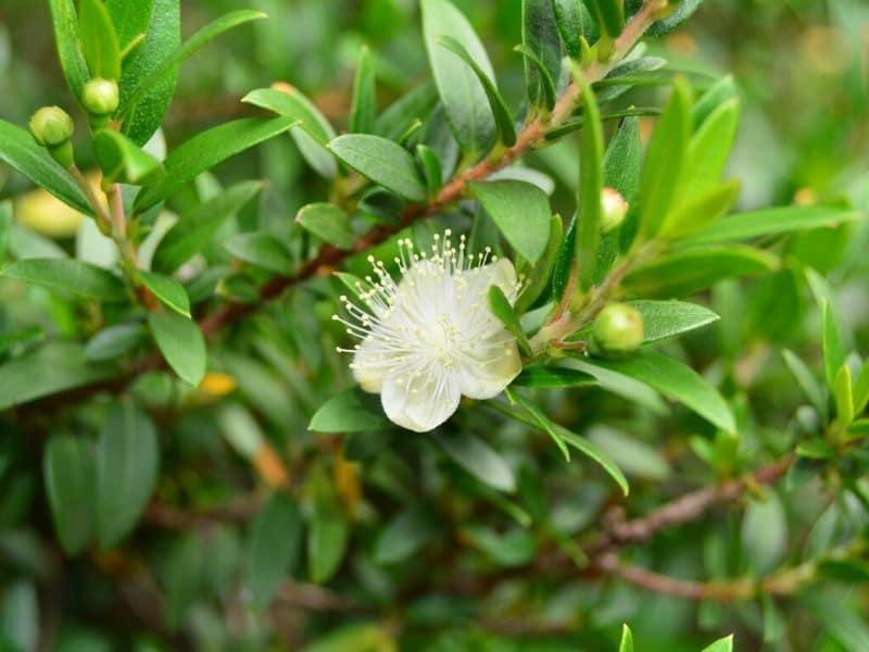 myrte blanc