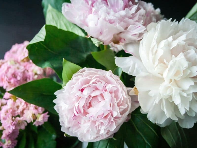 fleur de mariage pivoine