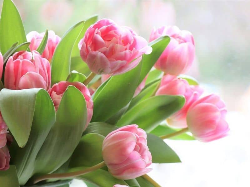 tulipe fleur de mariage