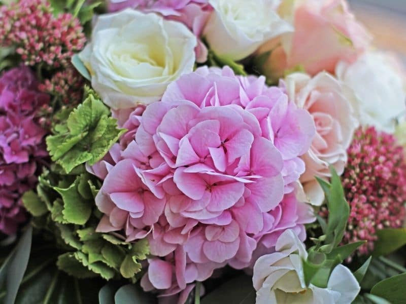 fleur de mariage hortensia