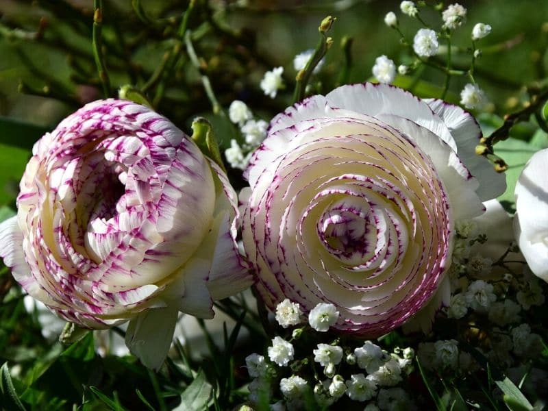 fleur de mariage renoncule blanche