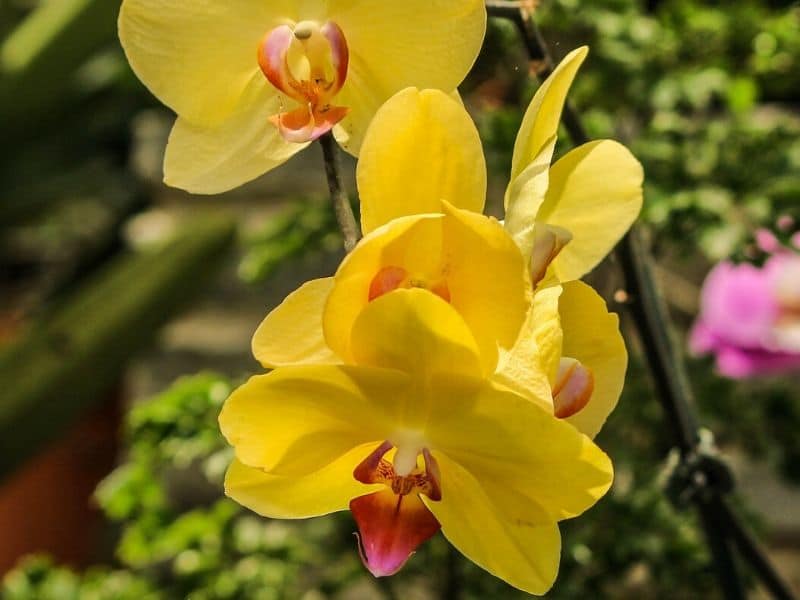 orchidées jaunes fleur de mariage
