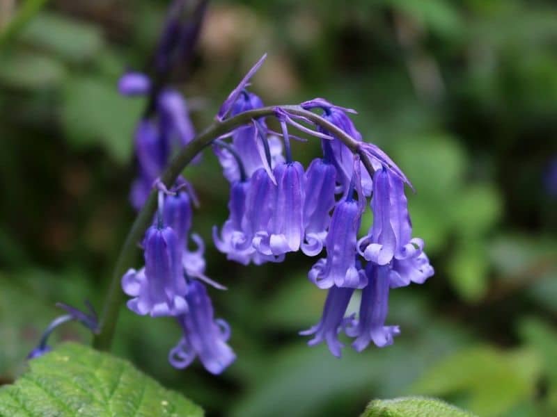 campanule anglaise