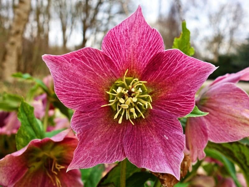 hellébore rose