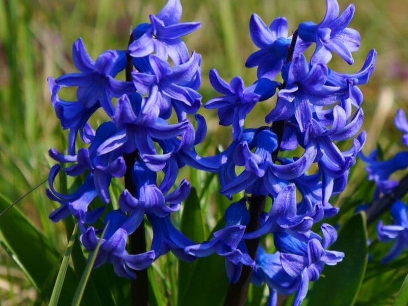 jacinthe bleue