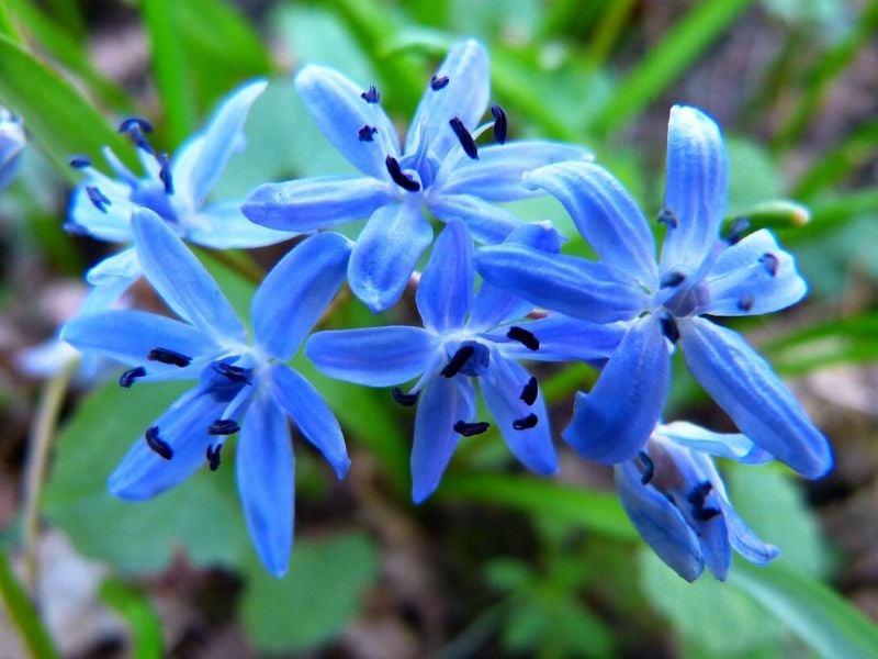 scilla bleu