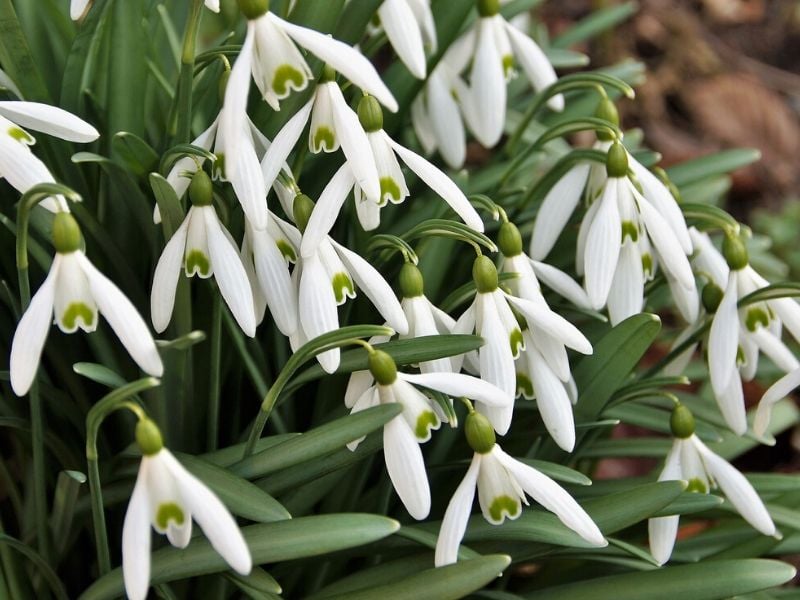 Perce-neige