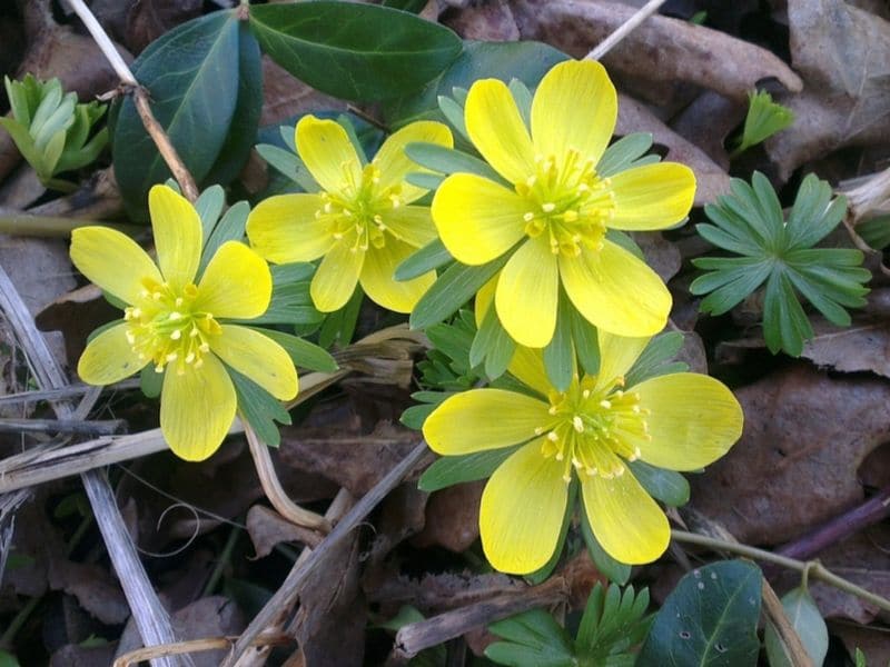 aconit jaune