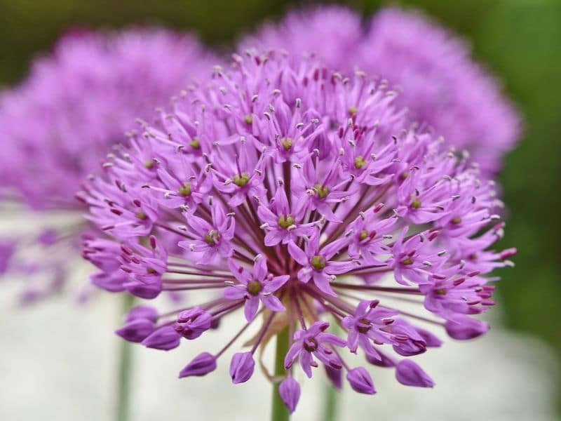 Allium 