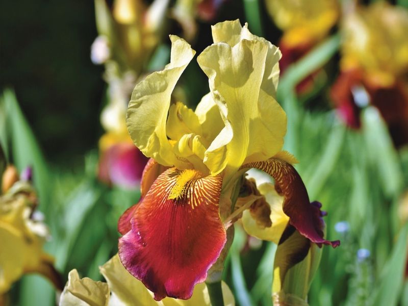 fleur d'iris jaune
