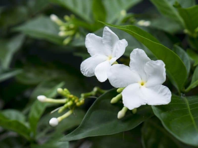 origine du jasmin
