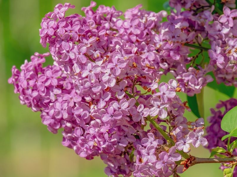 rose lilas