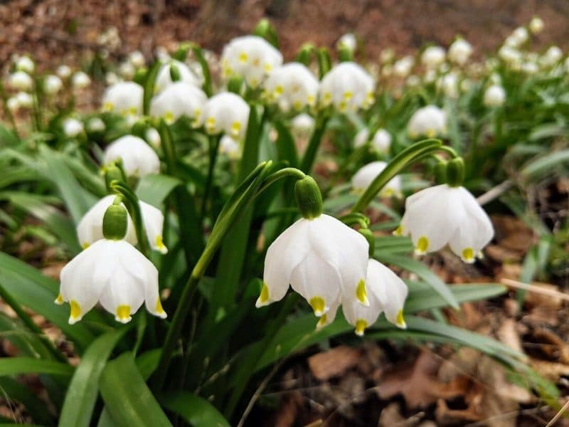 Flocon de neige printanier