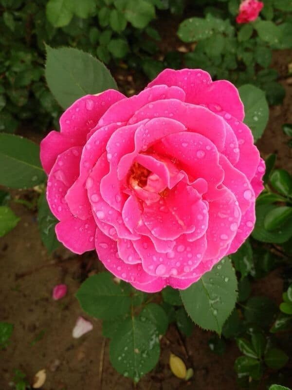 rose de chine