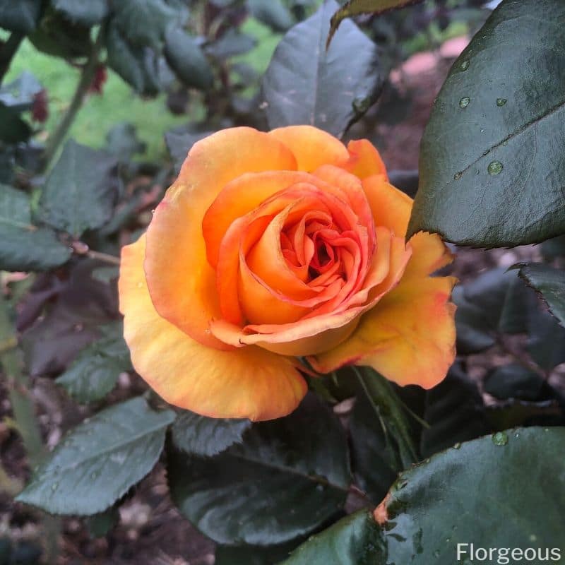 jaune orange rose