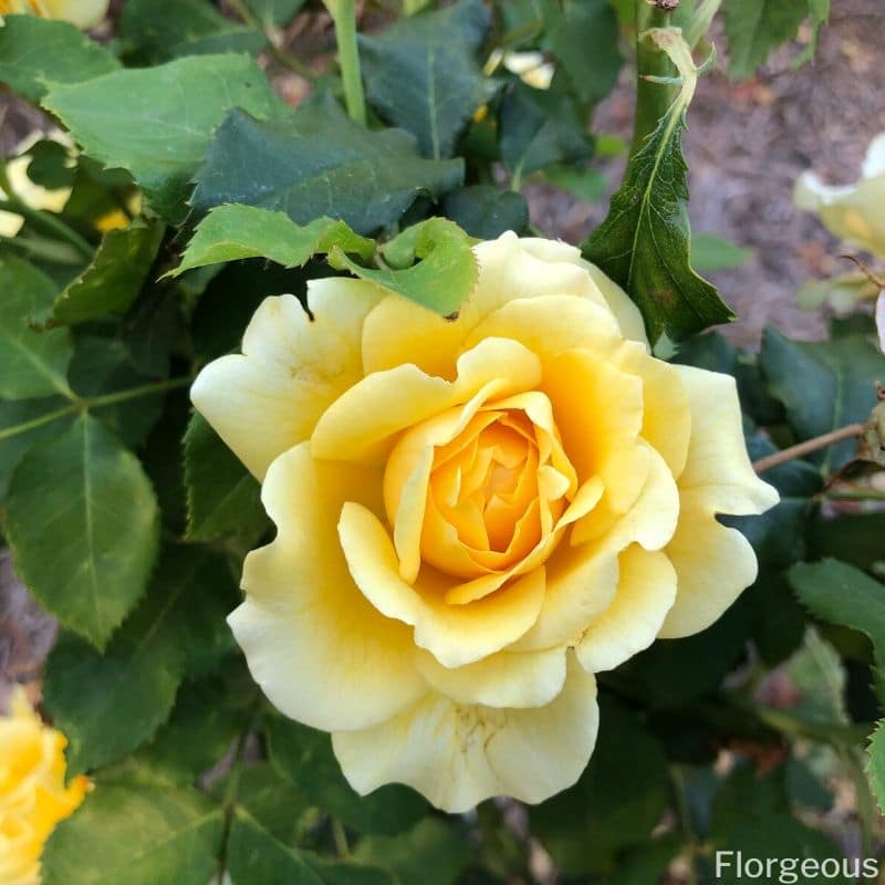 une rose jaune