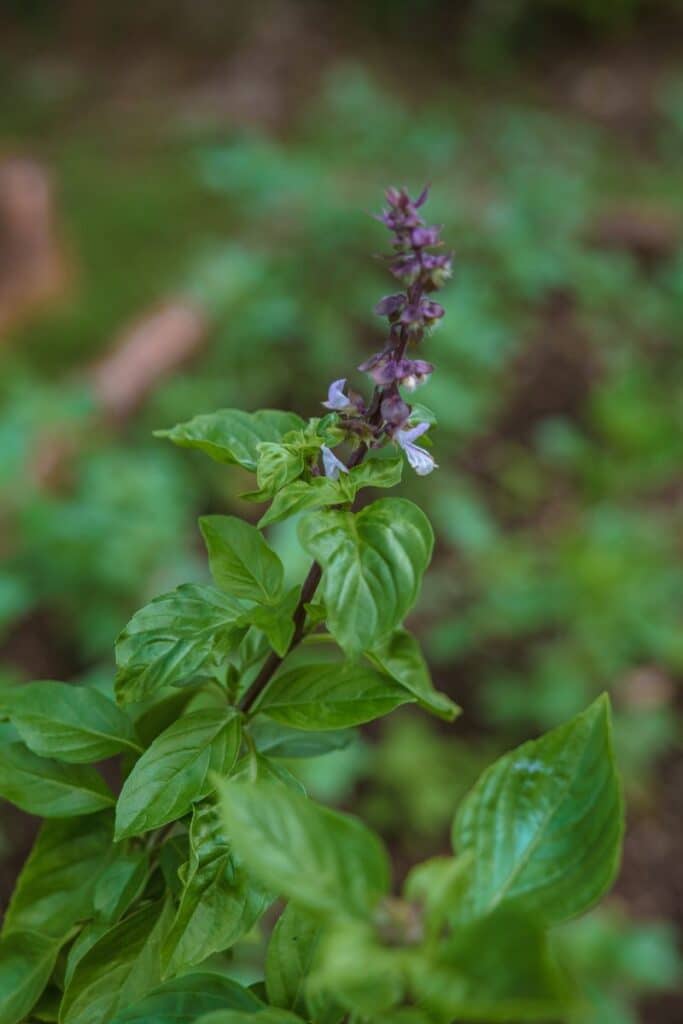 fleur de basilic