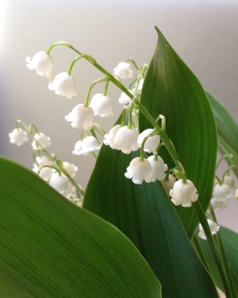 fleur de muguet blanc
