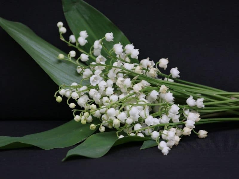 tiges de fleurs de muguet