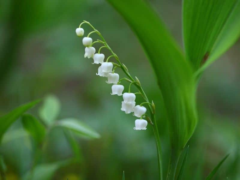 brin de fleur de muguet