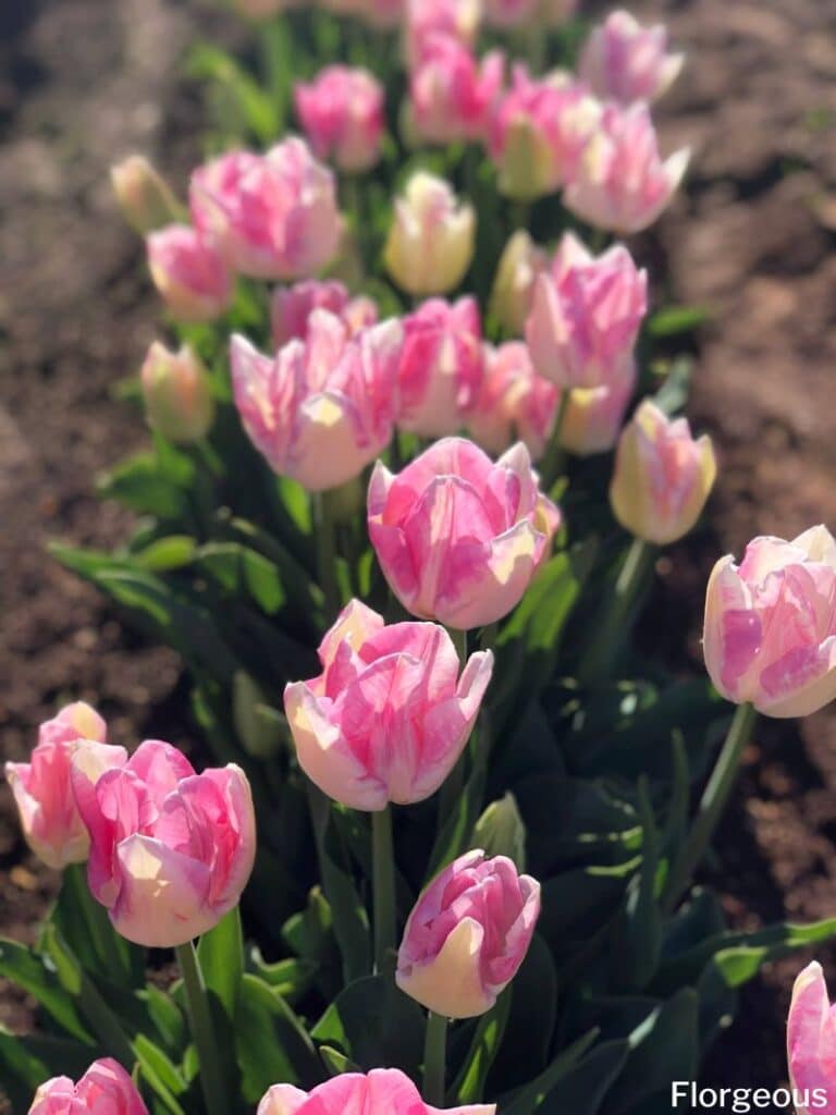 fleurs de tulipes roses
