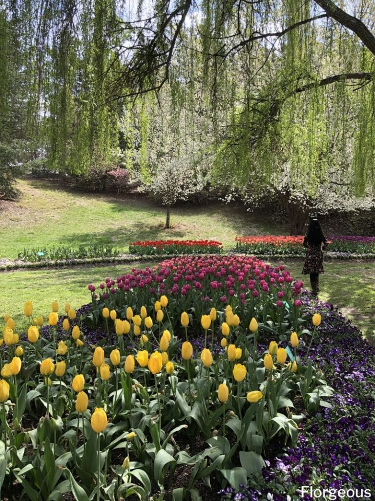 jardin de tulipes
