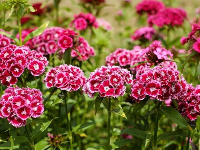 fleurs de l'œillet d'Inde