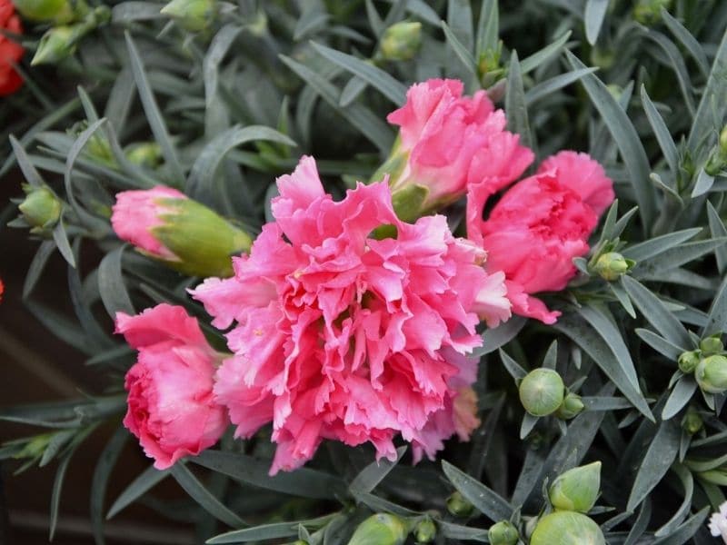fleur d'œillet rose