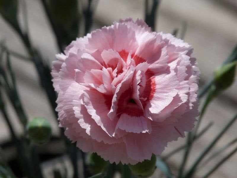 œillet à grande fleur rose