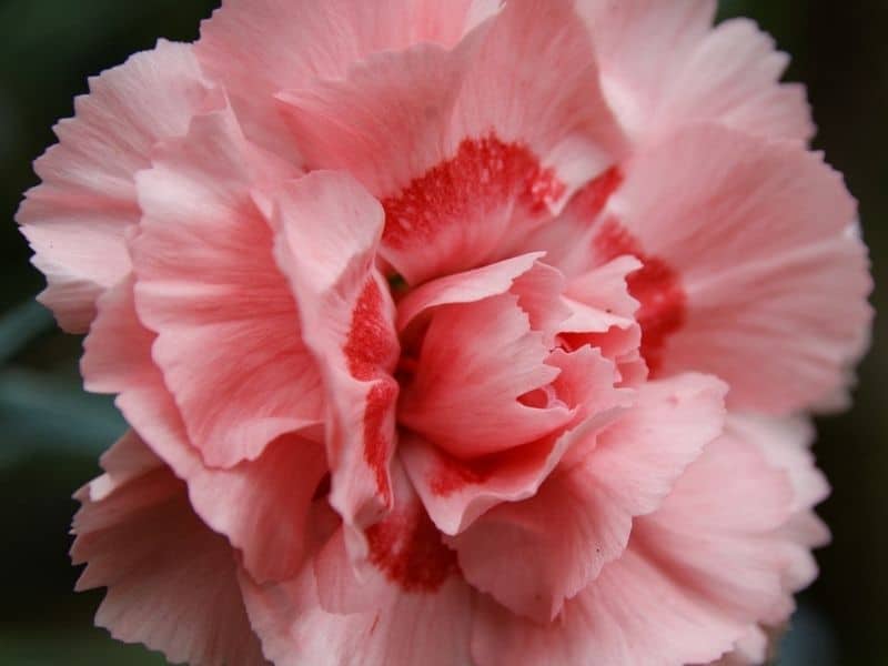 fleur d'œillet rose en gros plan