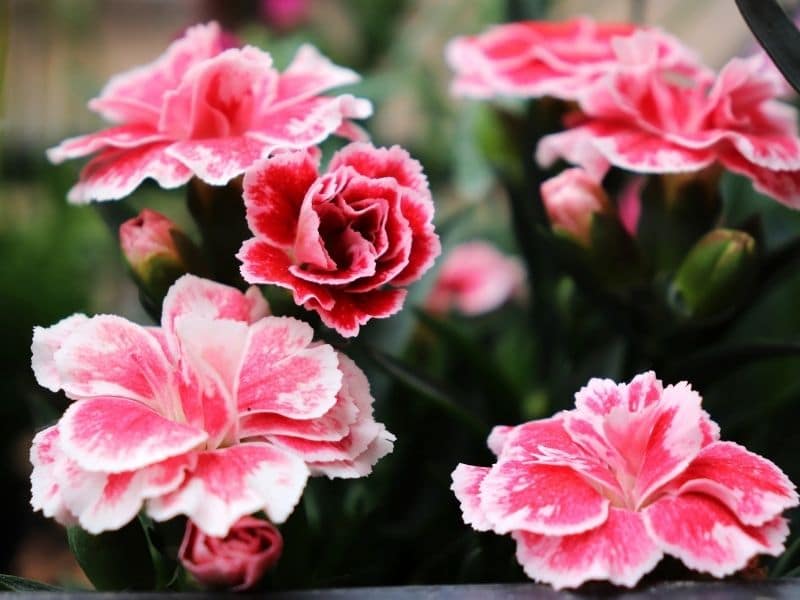 œillet rose en fleurs