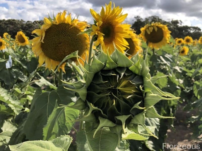 ferme de tournesols