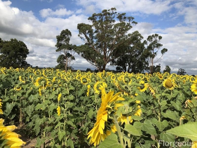 les tournesols font face au soleil