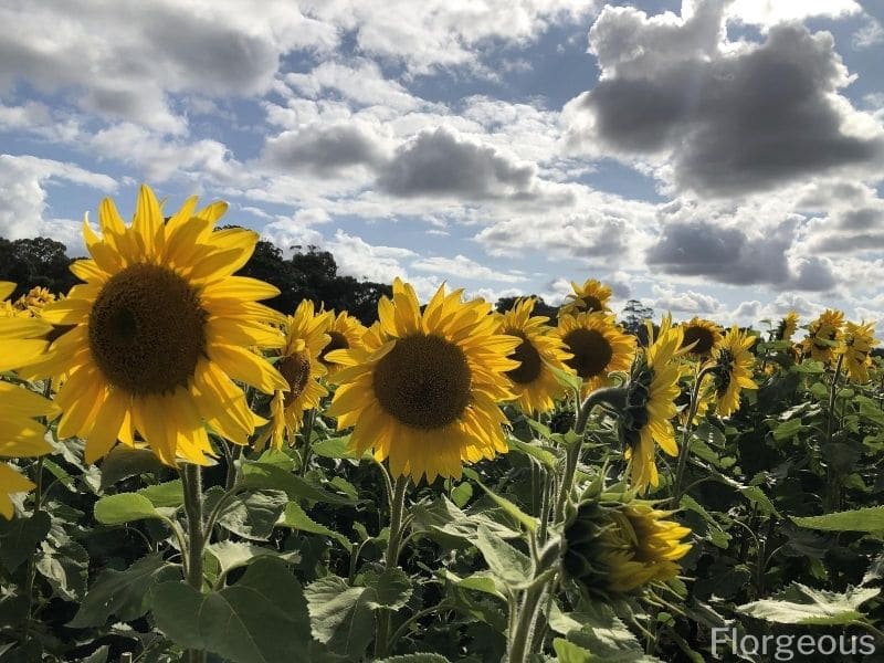 tournesols jaunes