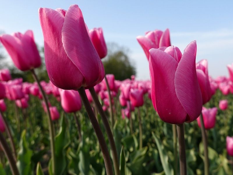 tulipes roses