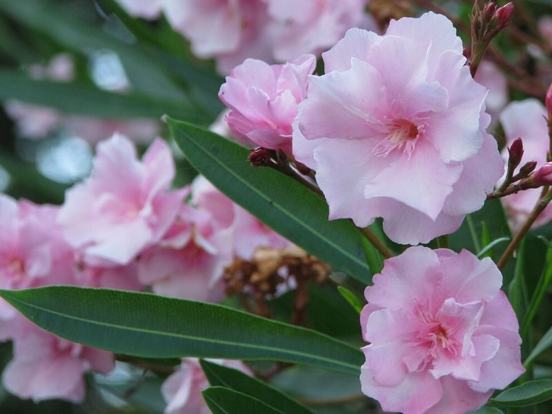 laurier-rose