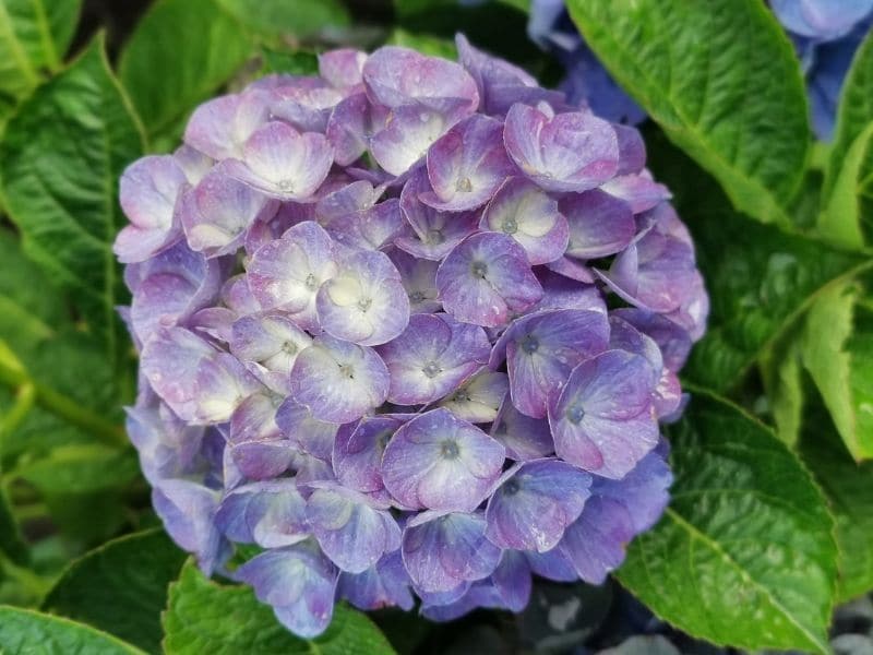 fleur d'hortensia