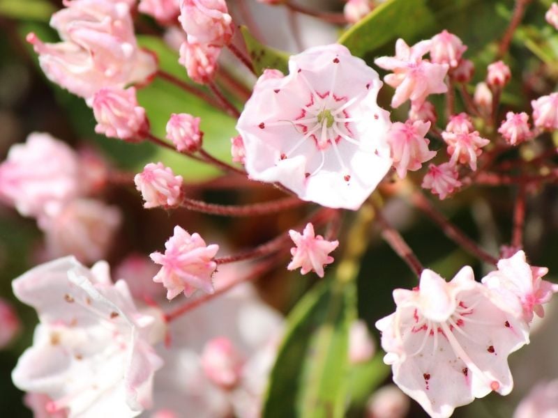 kalmia blanc rose