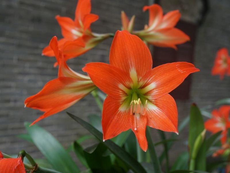 amaryllis orange