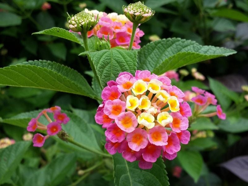 lantana rose et jaune
