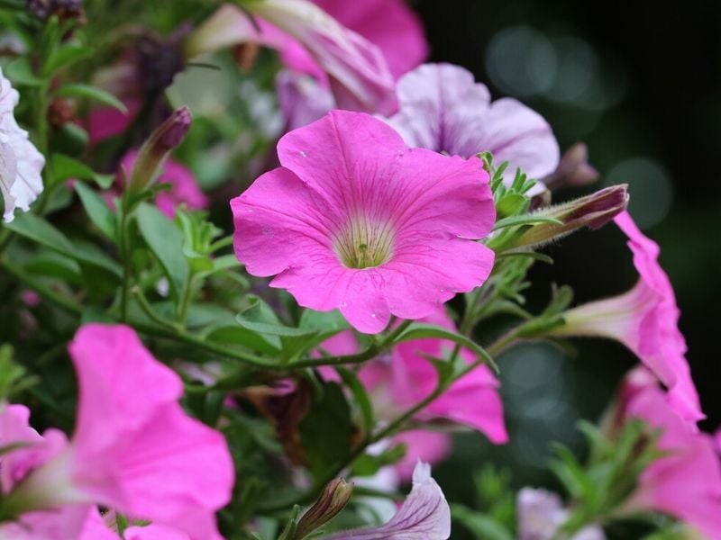 Gloire du matin rose